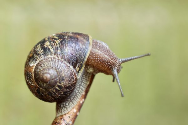 INGREDIENTES DE ORIGEN ANIMAL EN COSMÉTICA